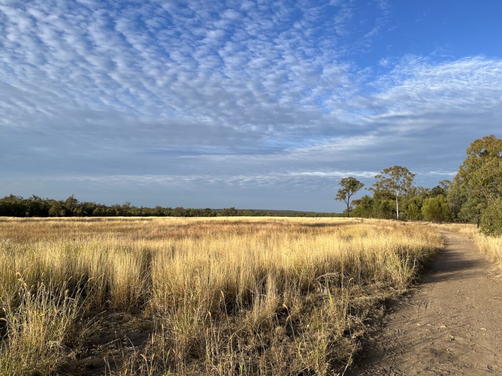 Grass plains