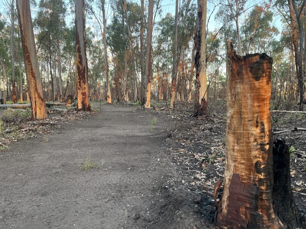 Forest Regeneration