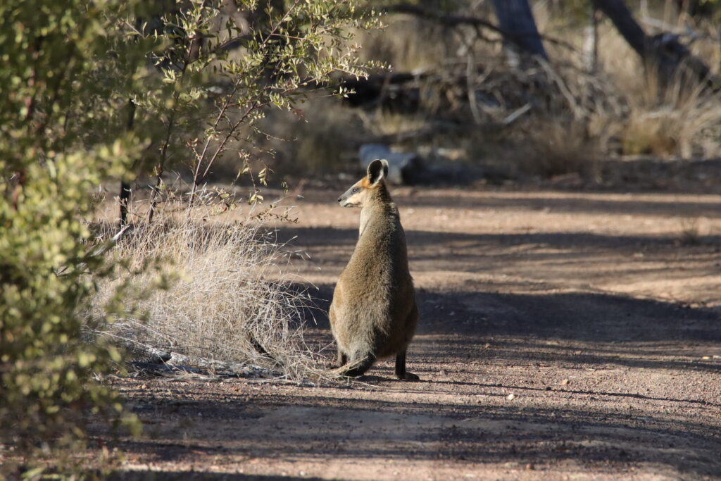 Wallaby