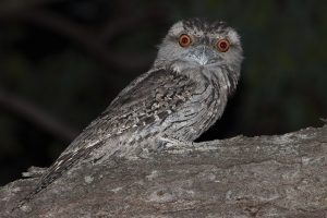 Tawny Frogmouth